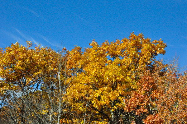 fall colors